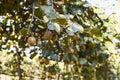 Kiwi on a kiwi tree plantation with with huge clusters of fruits. Garden with trees and organic fruits. Solar light and