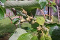 kiwi trees starting to bud