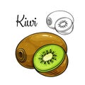 Kiwi vector drawing icon