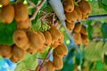 Kiwi vine Royalty Free Stock Photo