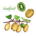 Kiwifruit branches with ripe fruits, cut half and whole fruit with inscription