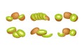 Kiwifruit or Kiwi as Edible Berry with Fibrous Brown Skin and Green Flesh with Tiny Black Seeds Vector Set