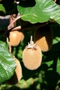 Kiwifruit are ripening in the north of Italy