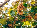 The kiwifruit on a tree. Liana tree kiwi hover on the grape arbo