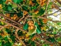The kiwifruit on a tree. Liana tree kiwi hover on the grape arbo