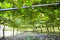 Kiwis growing in large orchard in New Zealand. Kerikeri. Royalty Free Stock Photo