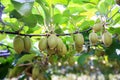 Kiwis growing in large orchard in New Zealand. Kerikeri Royalty Free Stock Photo