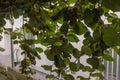 kiwis in my garden