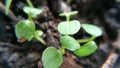 Kiwis plants green growing