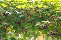 Kiwis ripen on the wall of the vine. Ripening kiwifruit hang on the trellis in the summer.