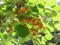 The kiwifruit on a tree. Liana tree kiwi