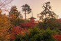 Kiyomizu Dera Pagoda Temple with red maple leaves or fall foliage in autumn season. Colorful trees, Kyoto, Japan. Nature and Royalty Free Stock Photo