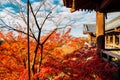 Kiyomizu-dera temple with autumn maple in Kyoto, Japan Royalty Free Stock Photo