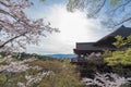 Kiyomizu dera temple and cherry blossom season Sakura on sprin Royalty Free Stock Photo