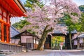 Kiyomizu-dera Temple and cherry blossom season Sakura spring t Royalty Free Stock Photo