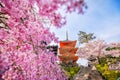 Kiyomizu-dera Temple and cherry blossom season Sakura spring t Royalty Free Stock Photo