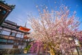 Kiyomizu-dera Temple and cherry blossom season Sakura spring t Royalty Free Stock Photo