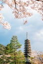 Kiyomizu-dera temple with cherry blossoms in Kyoto, Japan Royalty Free Stock Photo