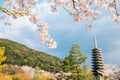 Kiyomizu-dera temple with cherry blossoms in Kyoto, Japan Royalty Free Stock Photo