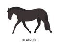 Kladruber breed horse flat vector illustration. Drafter, Czech equine, beautiful harness hoss. Horse breeding, horseback Royalty Free Stock Photo