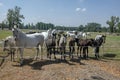 Kladruby nad Labem, Czech horse breed, Starokladruby white domesticated horses and foals on pasture during hot summer sunny day