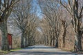 Leafless tree tunnel road conveys a sense of romantic, charming travelling. Tall bare trees Swedish Whitebeam on a narrow avenue