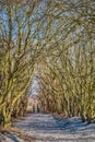 On Klagshamnsstranden leafless tree branches create a natural tunnel in the woods. An old couple fades away in the bare underpass Royalty Free Stock Photo