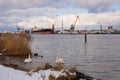 Klaipeda, Lithuania - 02 06 21: two white swan birds in front of industrial landscape with winter Curonian lagoon, cargo Royalty Free Stock Photo
