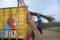 Sugarcane farmer loading sugarcane harvest