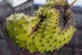 Ripe Soursop