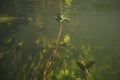 Klatovske rameno meander under water