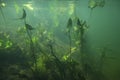 Klatovske rameno meander under water