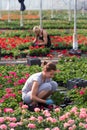 Seasonal workers in a greenhouse