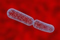 Klebsiella bacteria, rod-shaped diplobacilli