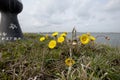 Klein hoefblad, Coltsfoot, Tussilago farfara