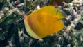 Klein`s Butterfly Fish in Indian Ocean, Maldives. Royalty Free Stock Photo