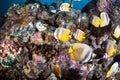 Klein`s Butterflyfish, Coral Reef, and Scorpionfish