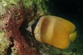 Klein's Butterflyfish, Perhentian Island, Terengganu