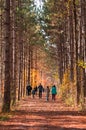 Kleinburg, Ontario, Canada - 11 07 2021: Tourists walking along the pathway amidst autumn colorful forest on Humber