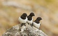 Kleine Alk, Little Auk, Alle alle