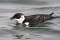 Kleine Alk, Little Auk, Alle alle Royalty Free Stock Photo