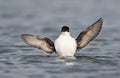 Kleine Alk, Little Auk, Alle alle Royalty Free Stock Photo