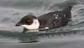 Kleine Alk, Little Auk, Alle alle Royalty Free Stock Photo