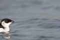 Kleine Alk, Little Auk, Alle alle Royalty Free Stock Photo