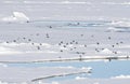 Kleine Alken vliegend boven pakijs; Little Auks flying above pac Royalty Free Stock Photo