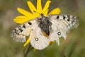 Kleine apollovlinder, Small Apollo, Parnassius phoebus