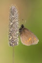 Kleine bergerebia, Lesser Mountain Ringlet, Erebia melampus