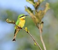 Kleine Bijeneter, Little Bee-eater Royalty Free Stock Photo