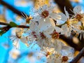 Kleine BlÃÂ¼ten an einem Baum