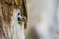 Kleine Bonte Specht, Lesser Spotted Woodpecker, Dendrocopos minor Royalty Free Stock Photo